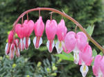 Love, My Bleeding Heart by LostGryphin