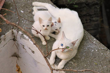 The cutest family ever hangs out below my balcony