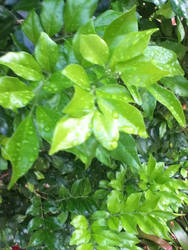 Rain on Leaves