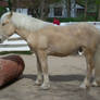 Cream Draft Horse Stock 03