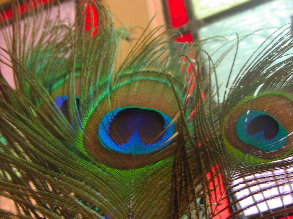 Peacock Feathers 4