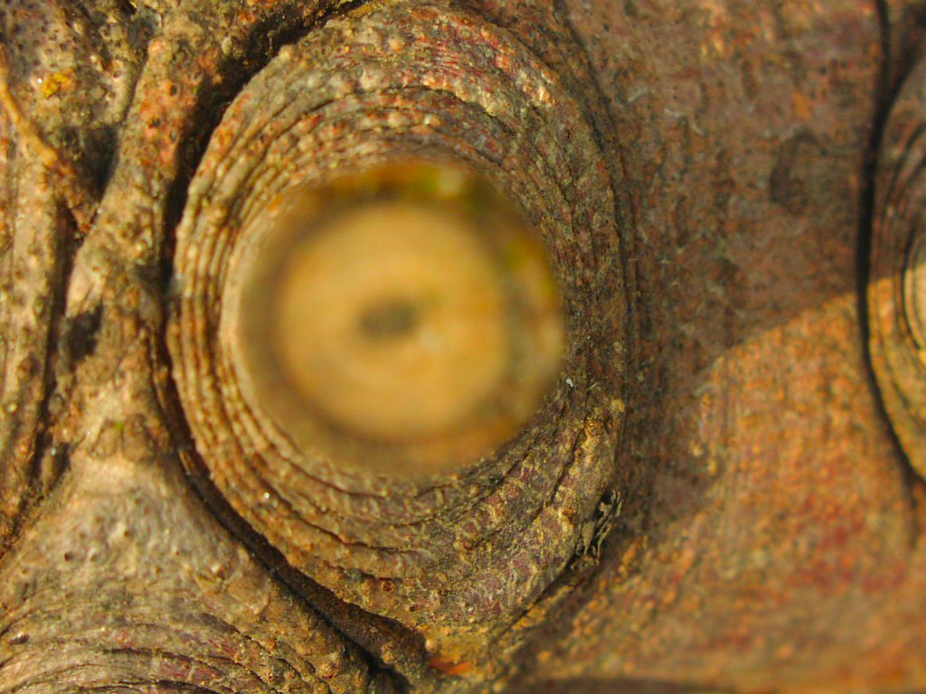 Tree Trunk 1