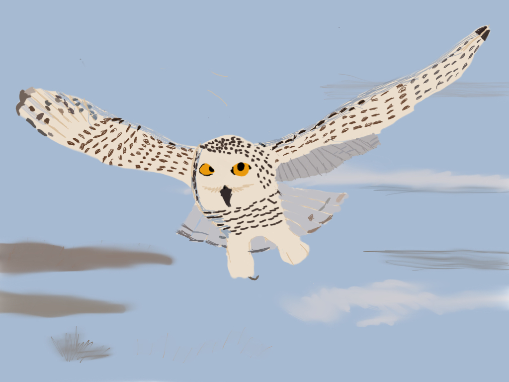 Another snowy owl flying