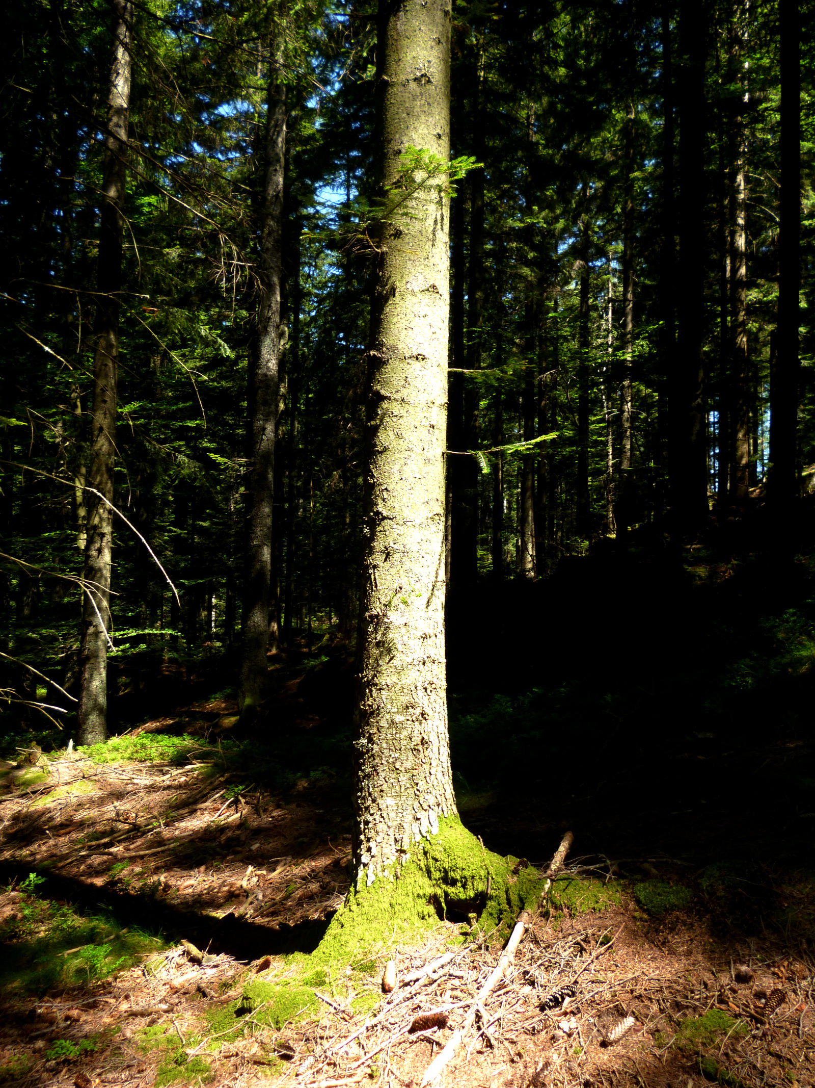 shiny tree by MasterIllidan on DeviantArt