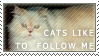 Cats follow me stamp