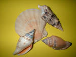 Assorted Seashells 1 by EmberStock