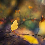 Autumn Leaf by jjuuhhaa