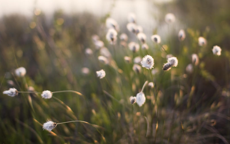 Sway Wallpaper by jjuuhhaa