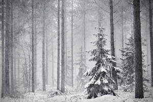 Winter Forest