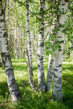 Birches