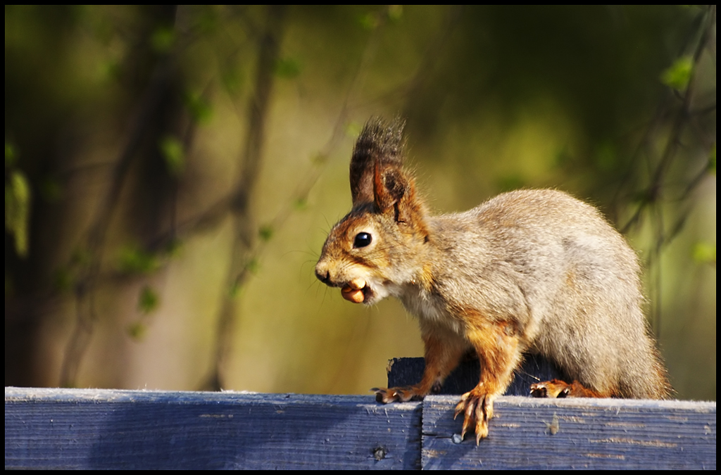 a Squirrel