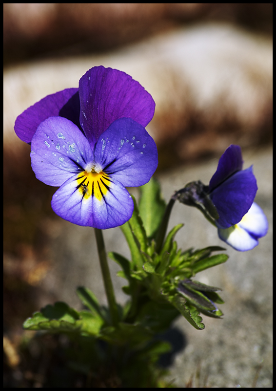 Viola cornuta