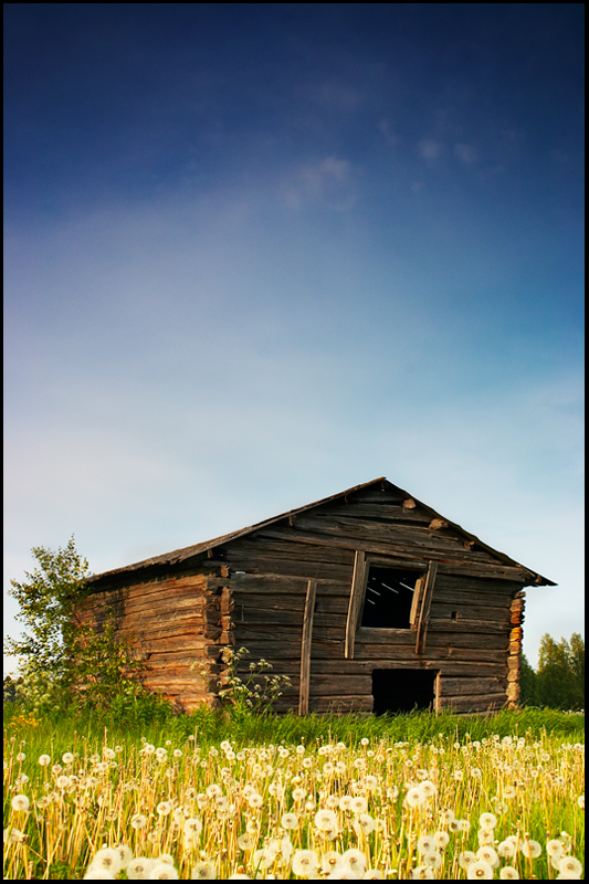 Barn and Flowers