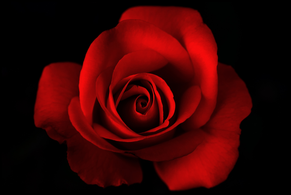 a Rose