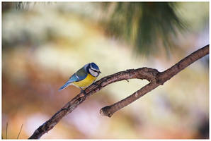 Another Blue Tit