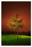 a Tree in a Night by jjuuhhaa