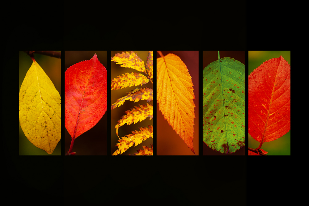 Couleurs d'automne