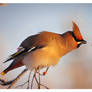 Bohemian Waxwing