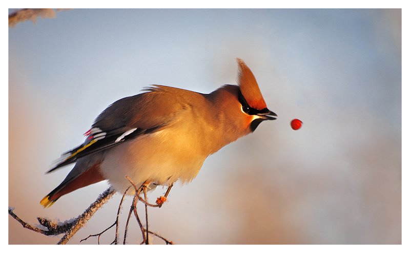 Bohemian Waxwing