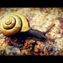 Snail 02