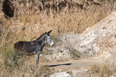 why are donkeys so cute ?