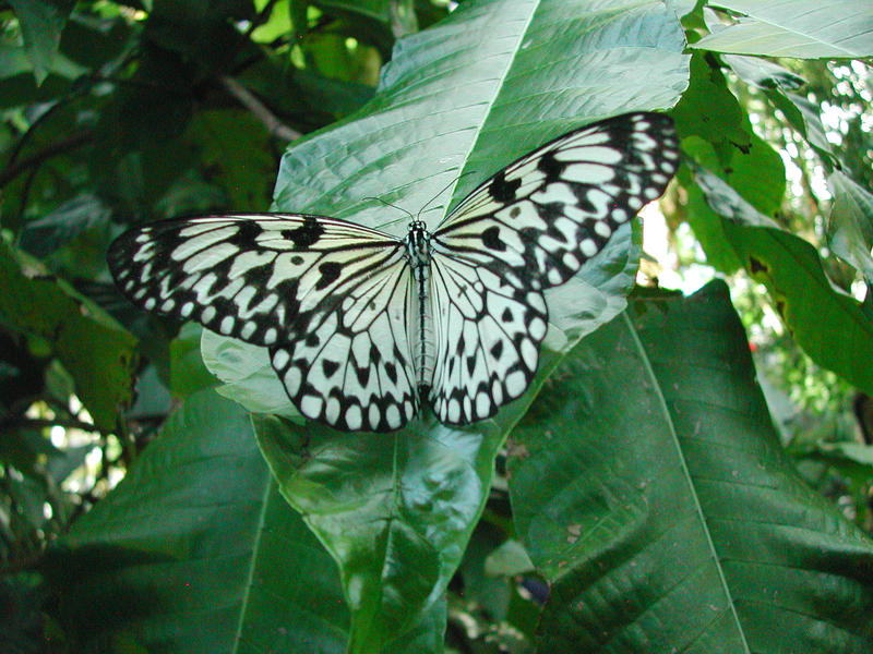 Black and White Butterfly