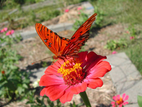 Flower + Butterfly