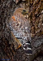 Red Shouldered Hawk