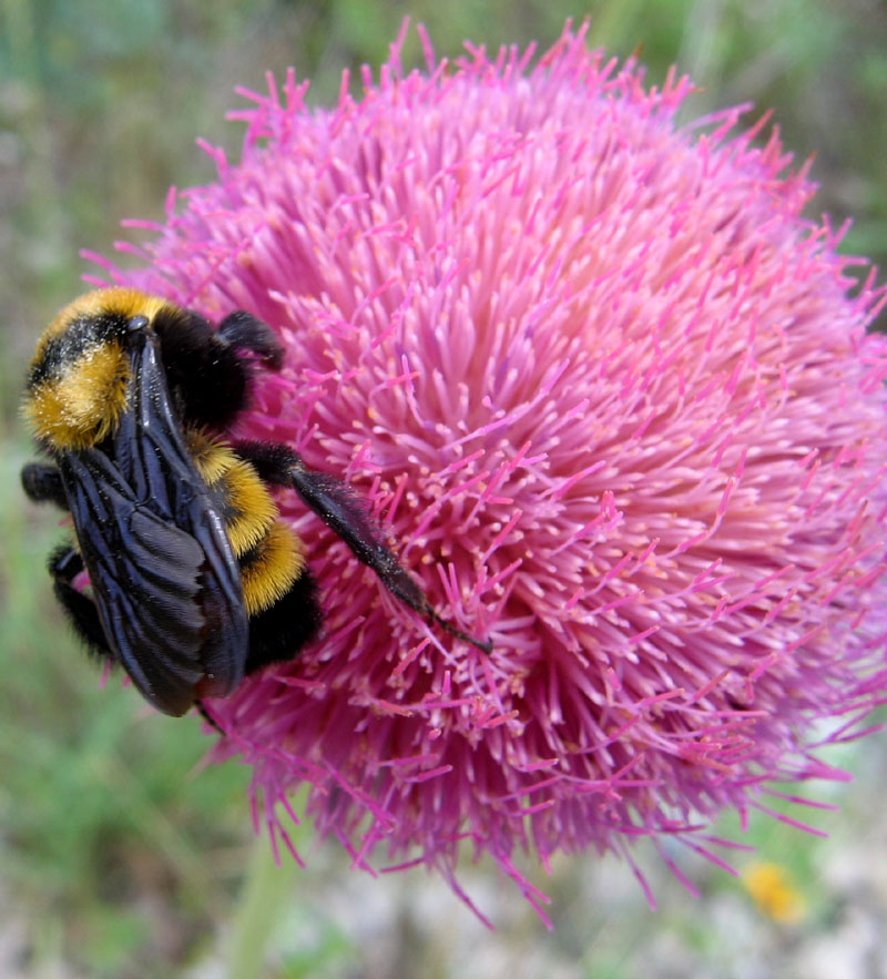 Bumble Bee Thistle