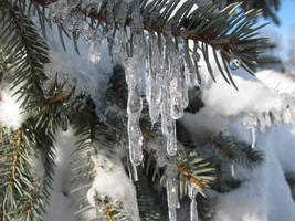 Blue Spruce Icicles