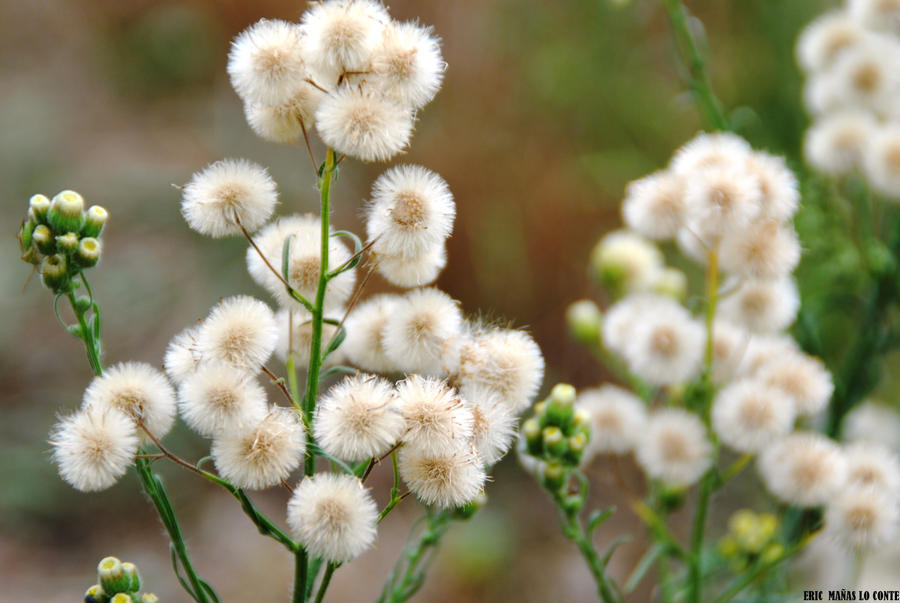 Dandelion