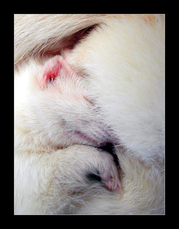 Sleeping Ferret