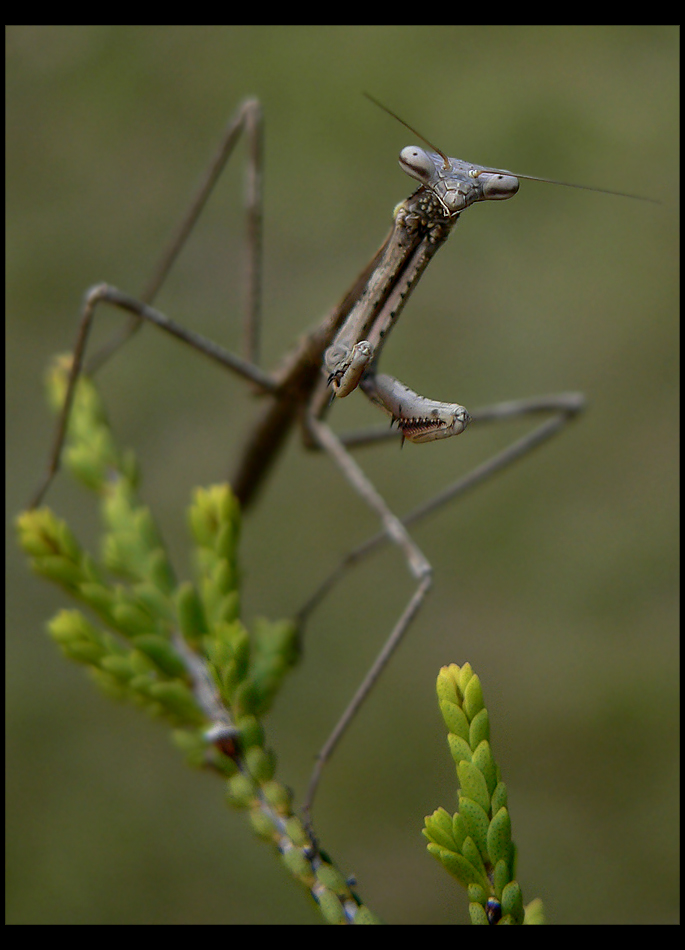 Posed Mantid