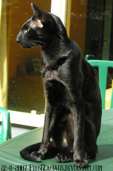 Nintu my Oriental Shorthair