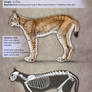 Appearance of the Eurasian Lynx