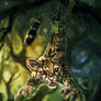 Felidae: the margay (Leopardus wiedii)
