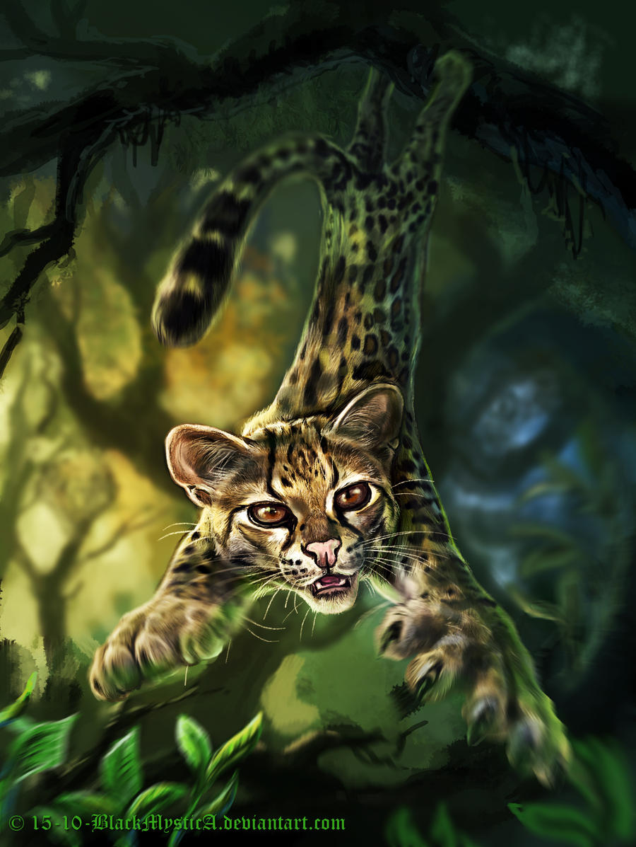 Felidae: the margay (Leopardus wiedii)