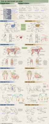 Felines vs Canines tutorial - Phylogeny + Anatomy