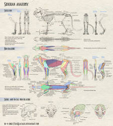 Siderian anatomy 2022