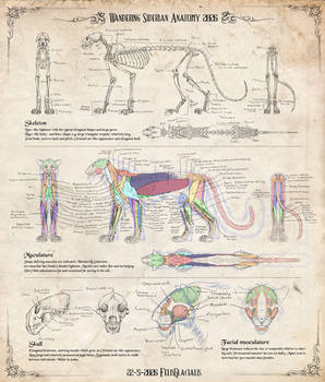 Siderian anatomy 2026