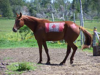 canadian flag-a-pony