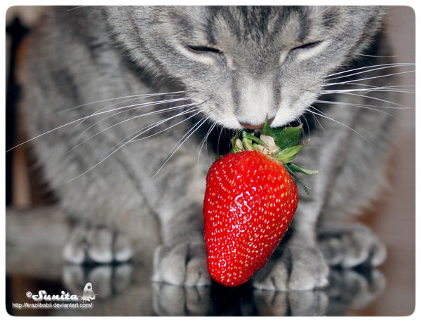 Strawberry Lover - V