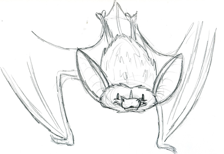 Dewflap the Bat - sketch