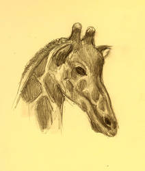 Giraffe Study