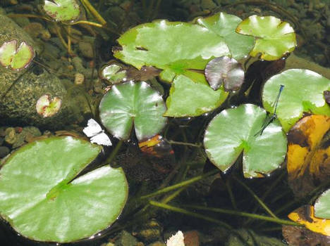 Lovely Lilypads