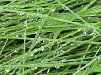 Morning dew