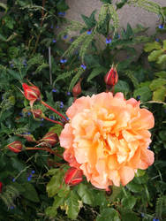 Orange Rose