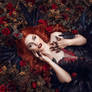 Were the wild roses grow