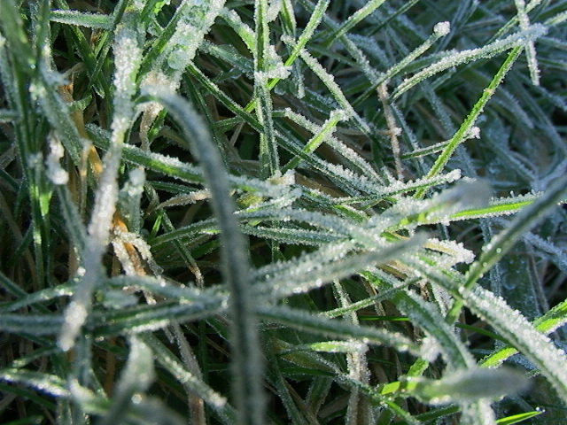 Frosty Grass