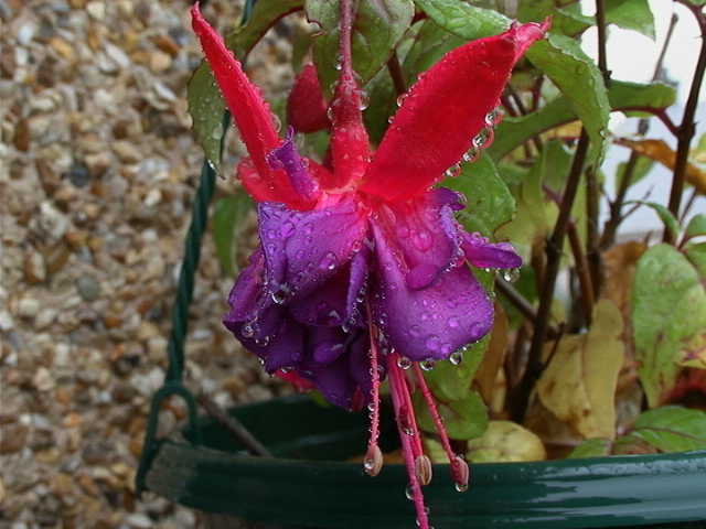 Wet Flower